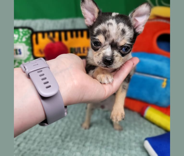 Elleyana, a Chihuahua tested with EmbarkVet.com