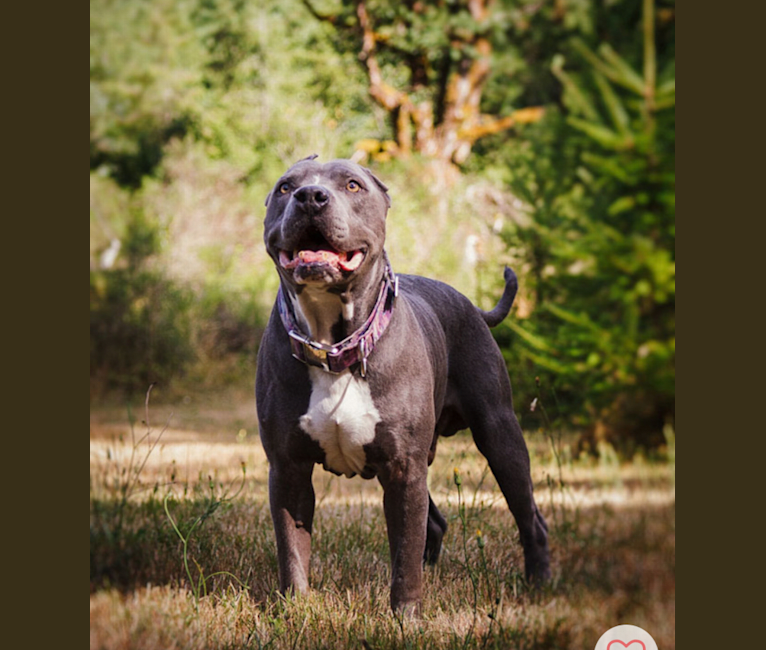 embark dog dna test breed