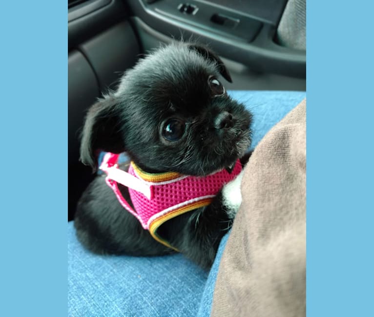 Embark Dog Dna Test Breed