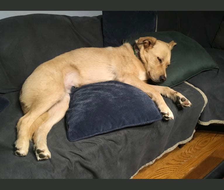 Bodhi, a German Shepherd Dog and Golden Retriever mix tested with EmbarkVet.com