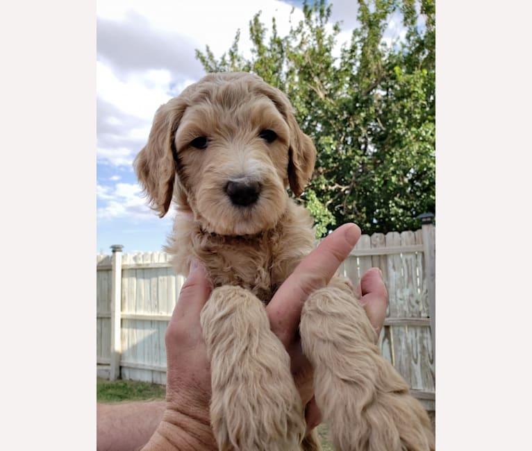 Photo of Snow (Mabel), a Goldendoodle  in Hobbs, New Mexico, USA