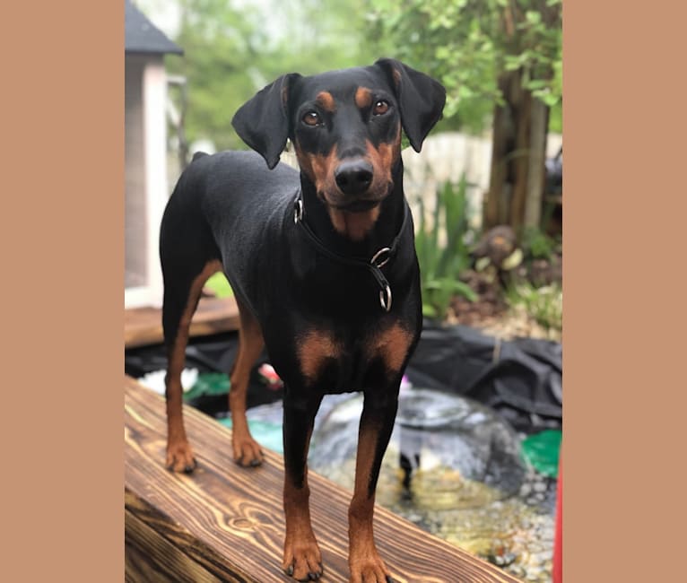 Photo of Hennessy, a German Pinscher  in Big Bear Lake, CA, USA