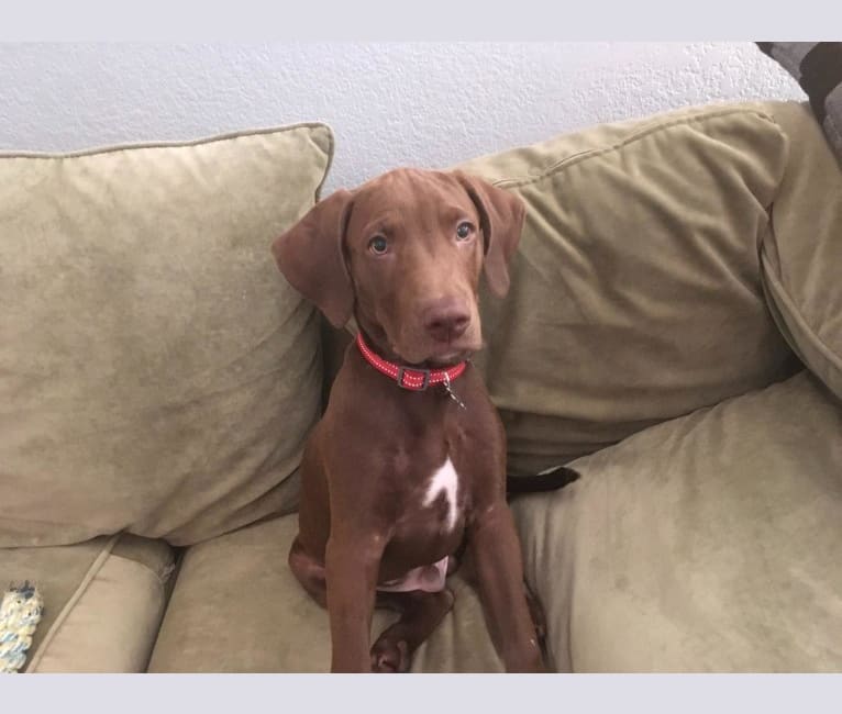 Kingston, a Weimaraner and Labrador Retriever mix tested with EmbarkVet.com