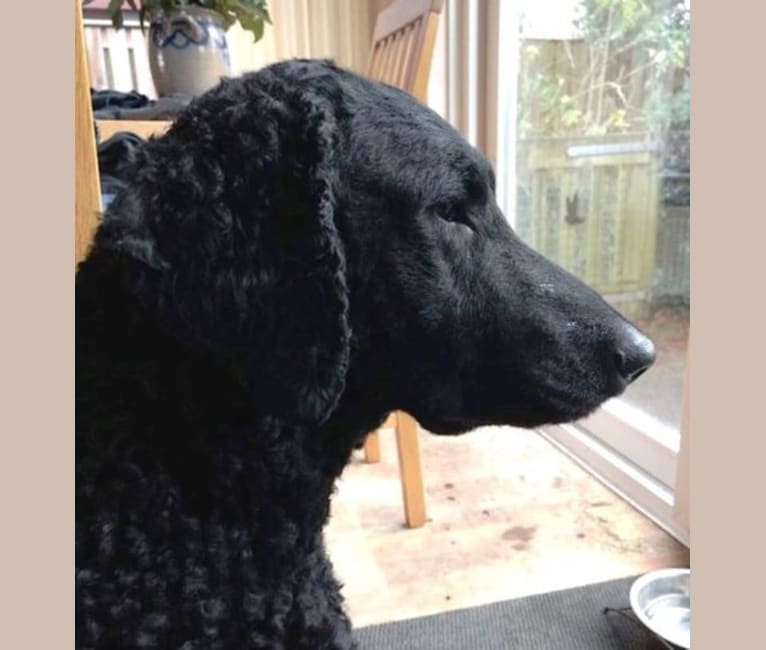 Photo of MAAN, a Curly-Coated Retriever 