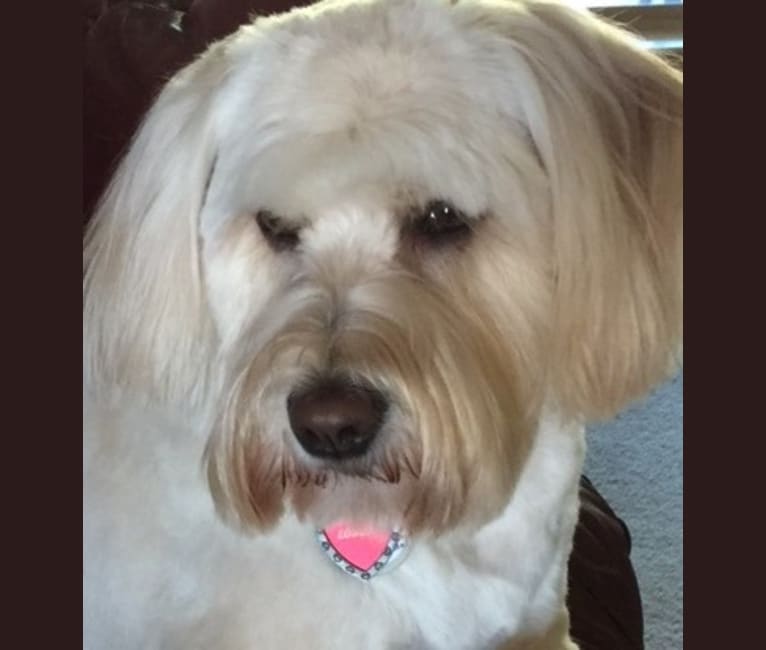 LouLou, a Golden Retriever and Miniature Schnauzer mix tested with EmbarkVet.com