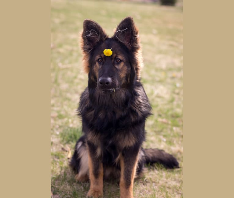 Xenavi, a German Shepherd Dog tested with EmbarkVet.com