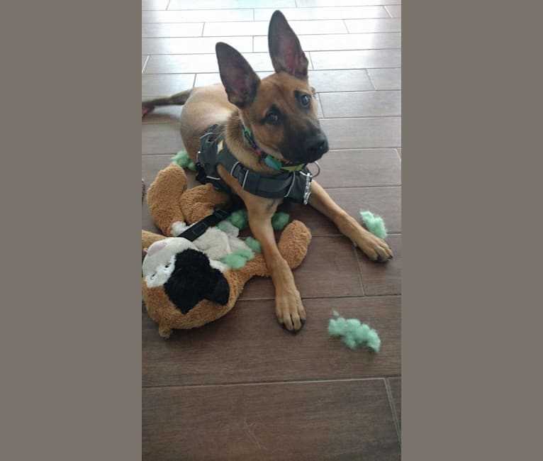 German shepherd staffordshire terrier mix discount
