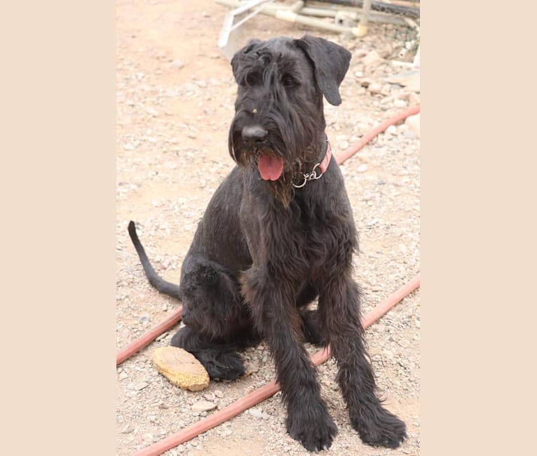 Spirit, a Giant Schnauzer tested with EmbarkVet.com