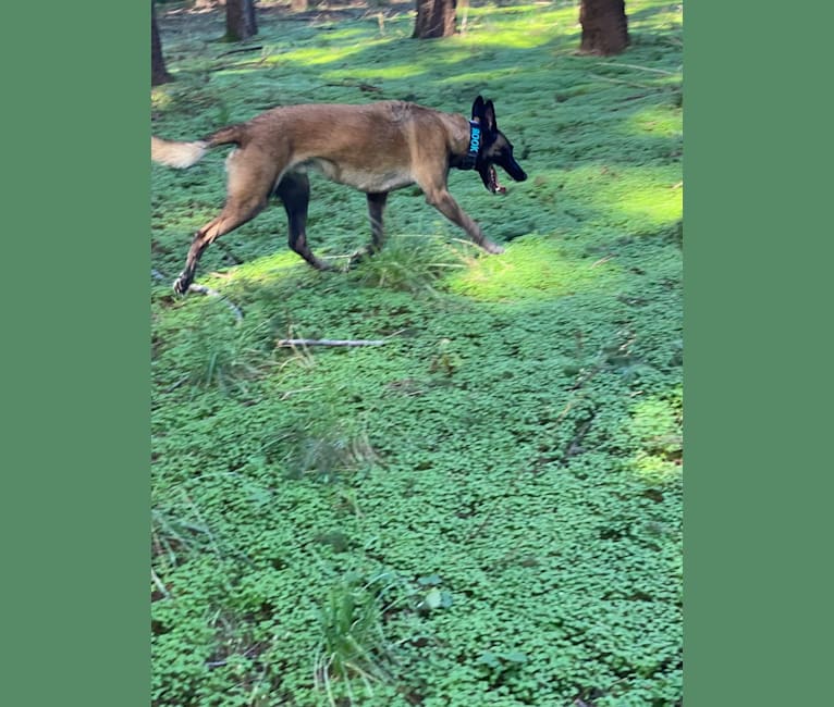 Rook, a Belgian Shepherd tested with EmbarkVet.com