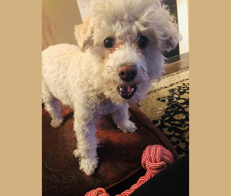 Photo of The Junkyard Dog, a Poodle (Small) and Mixed mix in Las Vegas, Nevada, USA