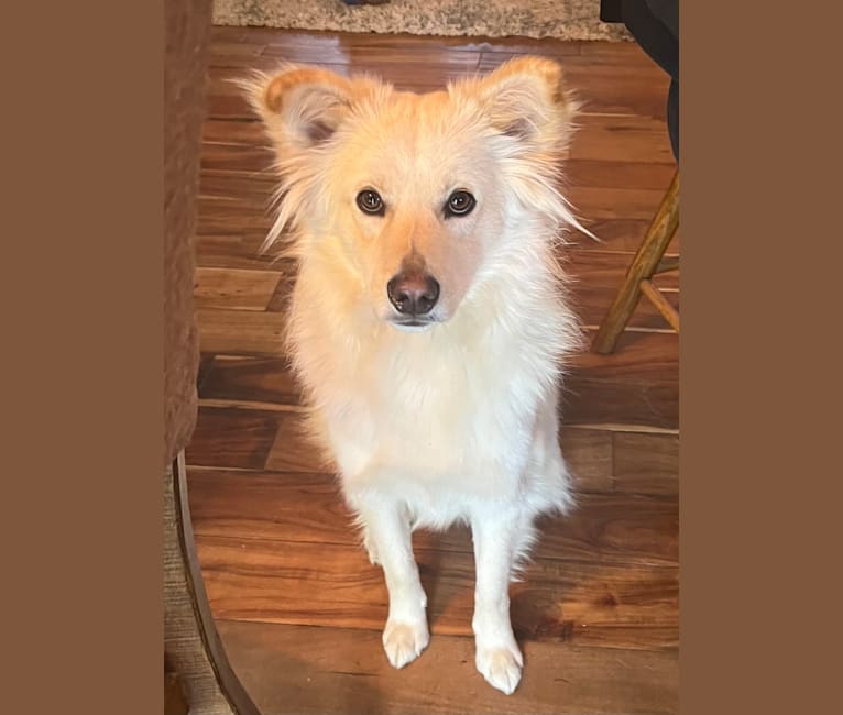 Aspen, an American Eskimo Dog and Chow Chow mix tested with EmbarkVet.com