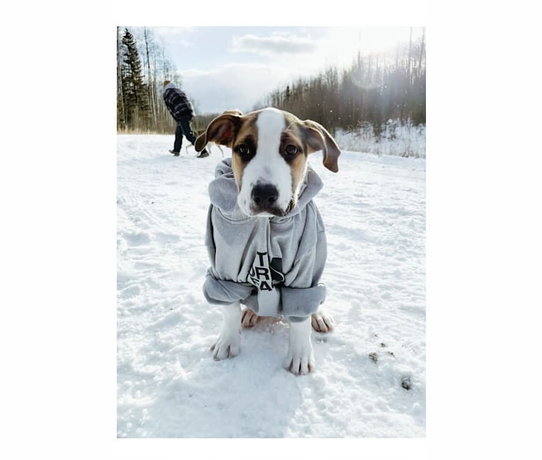 Marvin, an American Pit Bull Terrier and Saint Bernard mix tested with EmbarkVet.com