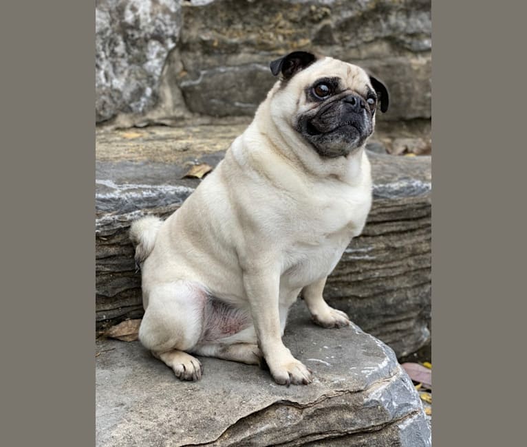 Pug dna store