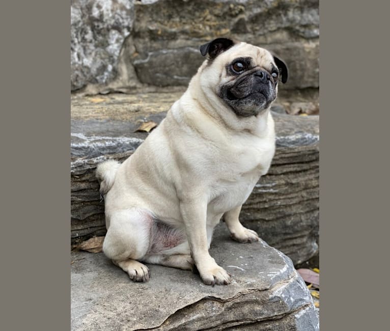 Hobo, a Pug tested with EmbarkVet.com