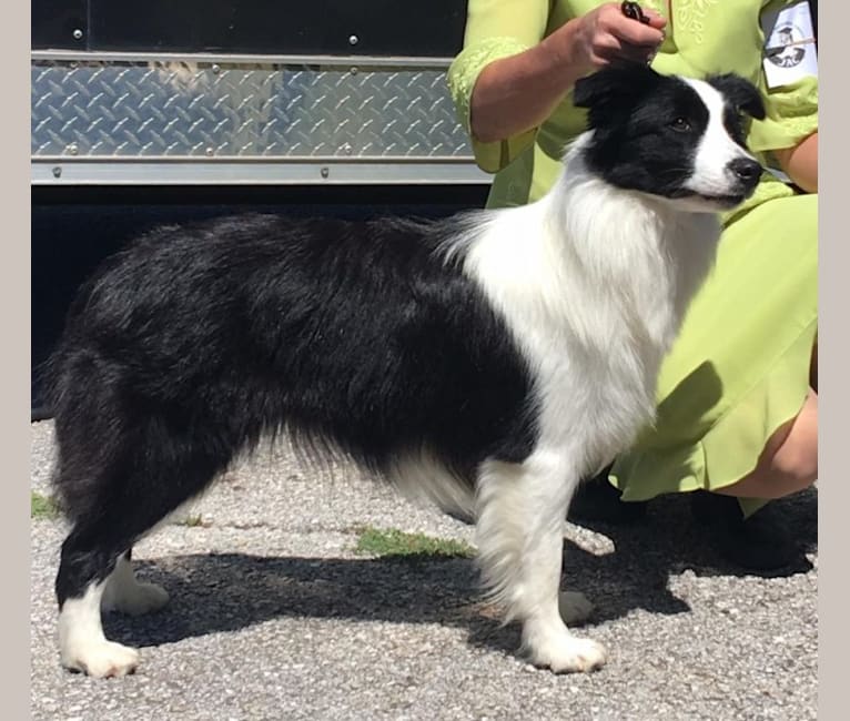 Jbk top border collies