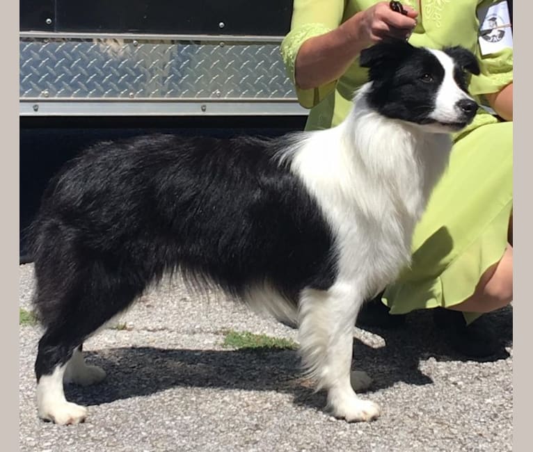 JBK Diamonds R Forever, a Border Collie tested with EmbarkVet.com