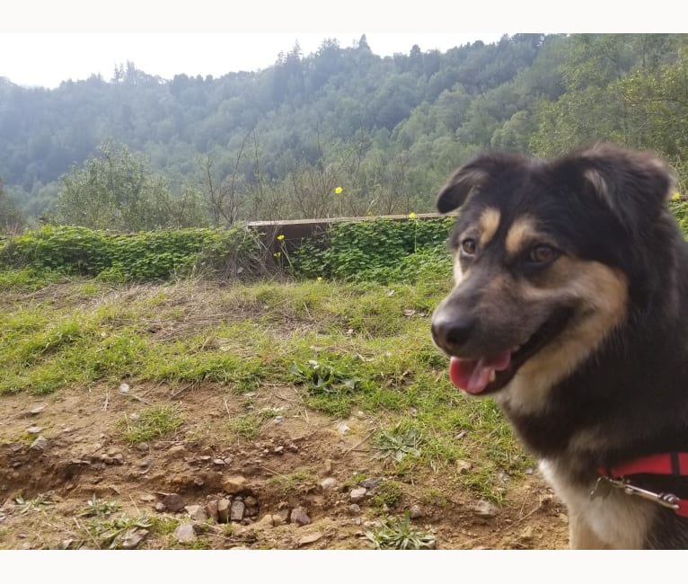 Mochi, an East Asian Village Dog tested with EmbarkVet.com