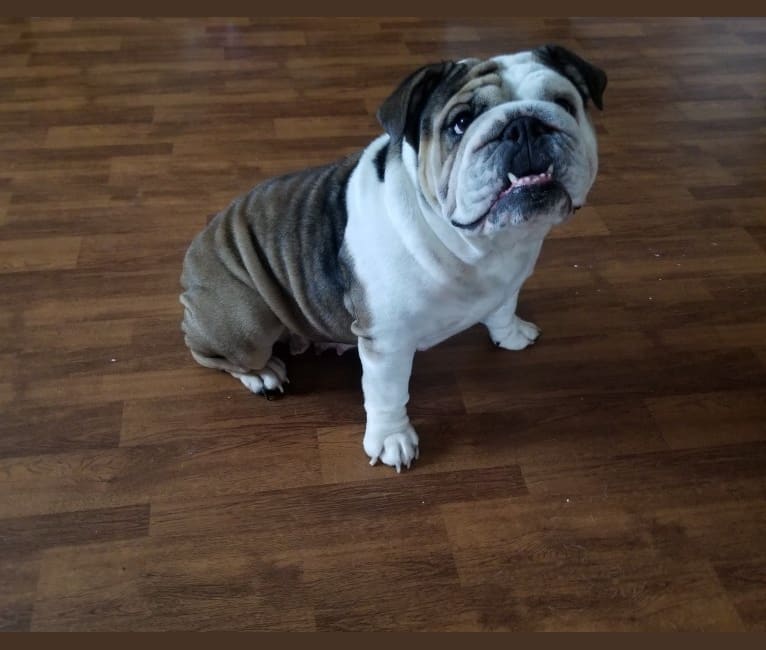 Photo of Gentry Adorabell Swag, a Bulldog  in Chelsea, OK, USA