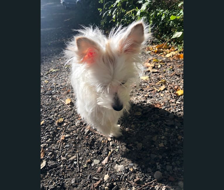 Betty, a Chihuahua and Pomeranian mix tested with EmbarkVet.com