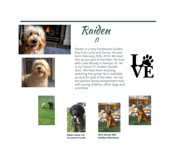 Raiden, a Goldendoodle tested with EmbarkVet.com