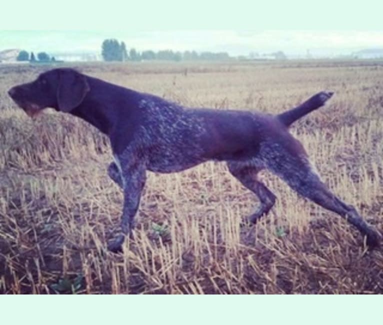 Cora, a German Wirehaired Pointer tested with EmbarkVet.com