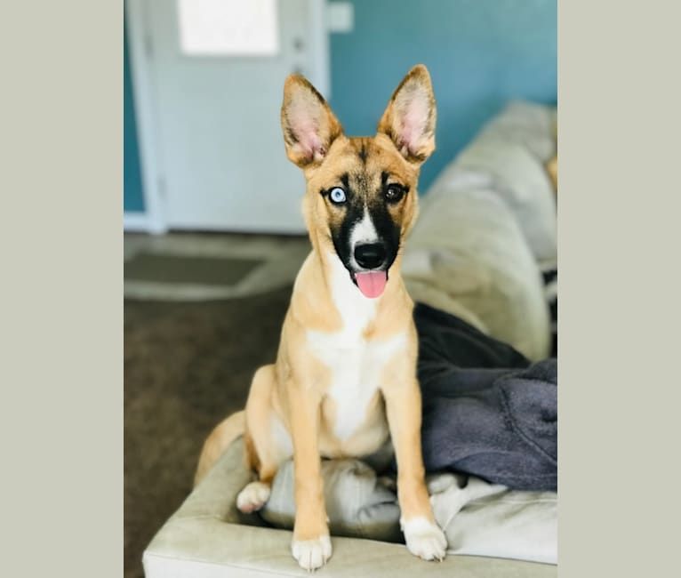 Embark Dog DNA Test Breed
