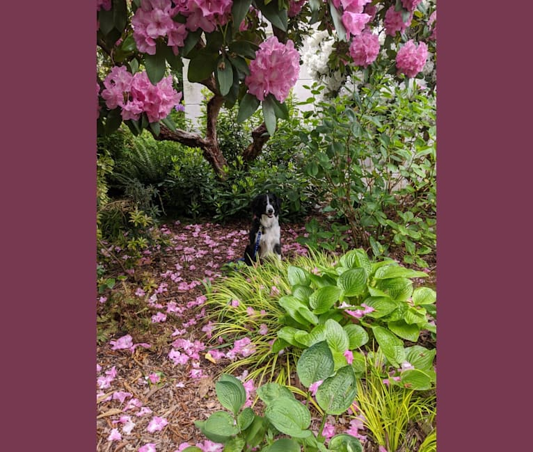 Milo, a Border Collie and McNab mix tested with EmbarkVet.com