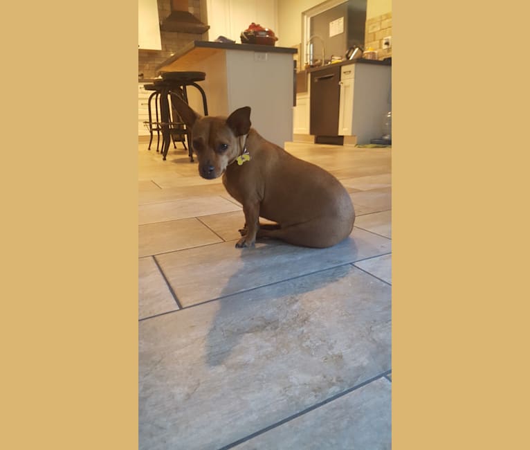 Chula, an American Bully and Chihuahua mix tested with EmbarkVet.com