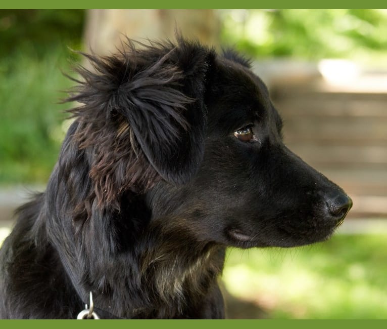 Lucy, a Labrador Retriever and Siberian Husky mix tested with EmbarkVet.com