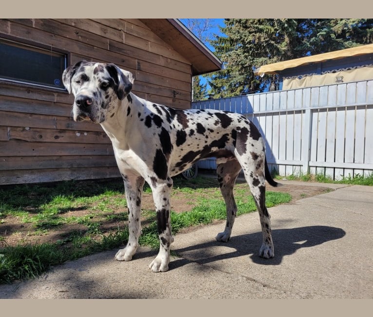 Moose, a Great Dane and American Bulldog mix tested with EmbarkVet.com