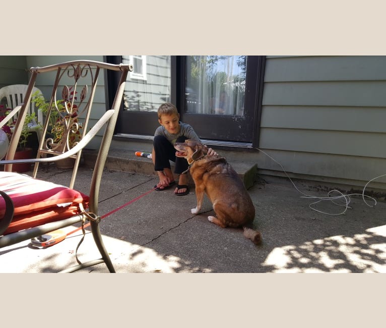 Photo of Mario, a Beagle, Norwegian Elkhound, and Mixed mix in Hubbard, Ohio, USA