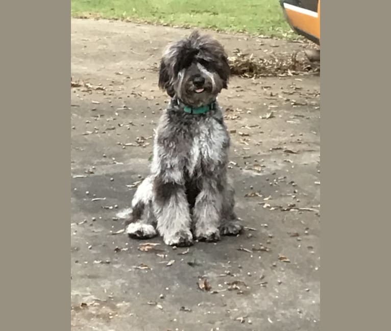 Phantom, a Goldendoodle tested with EmbarkVet.com