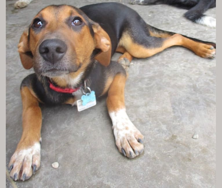 Chara, a Black and Tan Coonhound and Border Collie mix tested with EmbarkVet.com