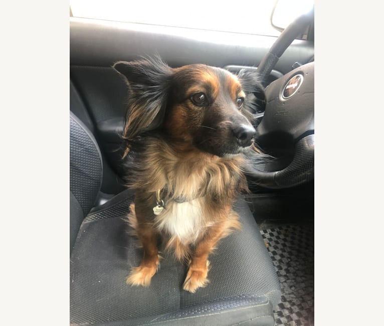Embark Dog DNA Test Breed