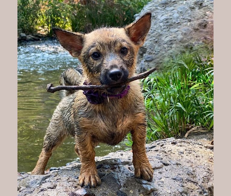 Octopus 🐙, a Swedish Vallhund tested with EmbarkVet.com
