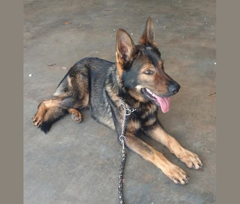 Kye Lo, a German Shepherd Dog tested with EmbarkVet.com