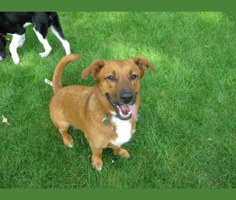 Duke, a Labrador Retriever and Cardigan Welsh Corgi mix tested with EmbarkVet.com