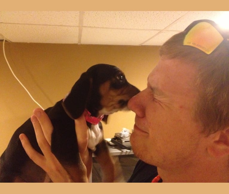 Lucy Hughes, a Beagle and Chihuahua mix tested with EmbarkVet.com
