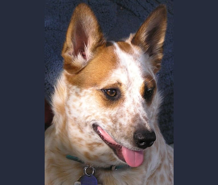 Swoozie, an Australian Cattle Dog tested with EmbarkVet.com