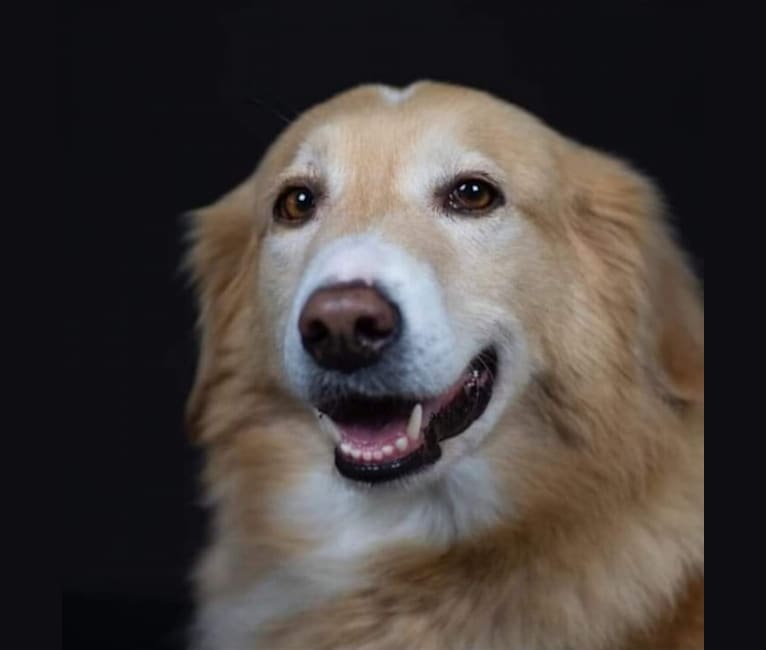 Pip, an Eastern European Village Dog tested with EmbarkVet.com