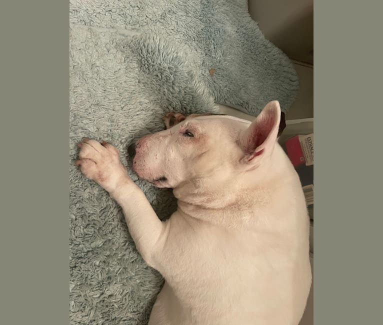 Photo of Sophie, a Miniature Bull Terrier  in Hungary