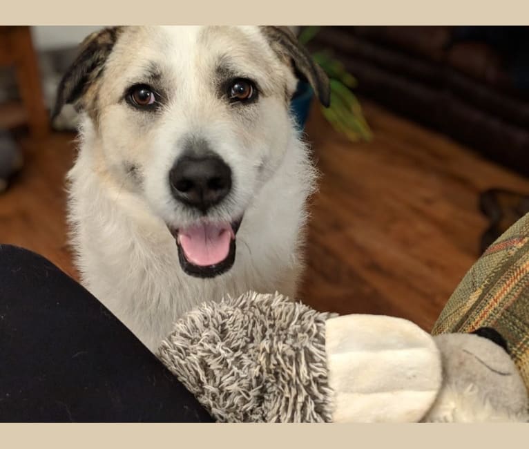 Echo, a Great Pyrenees and Akita mix tested with EmbarkVet.com