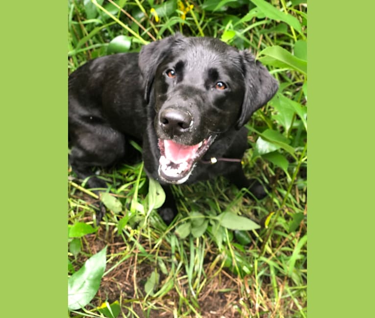 Photo of Rebel, a Labrador Retriever  in Brentwood, NH, USA