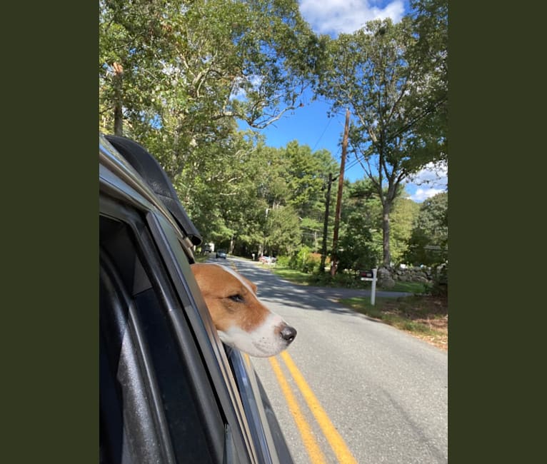 Photo of Bailey, an American Foxhound  in Rhode Island, USA