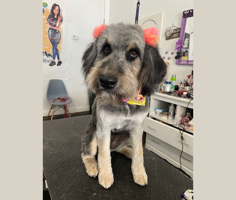 Photo of Callie, an Aussiedoodle  in Bakersfield, California, USA