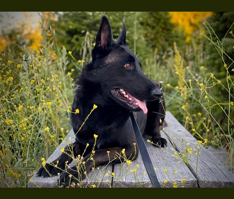 Ada, a Belgian Malinois and German Shepherd Dog mix tested with EmbarkVet.com