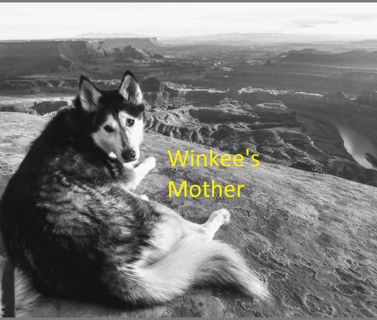 Winkee, a Catahoula Leopard Dog and Siberian Husky mix tested with EmbarkVet.com