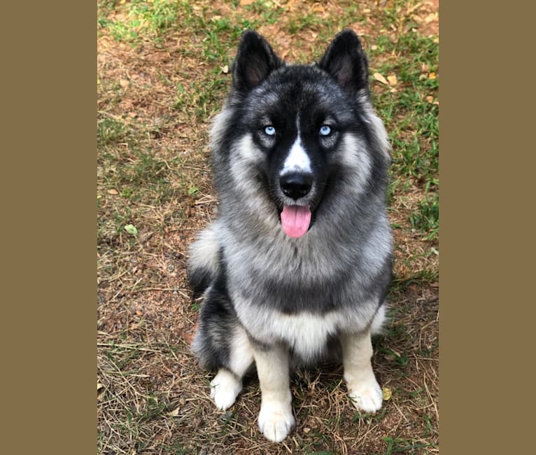 Embark Dog DNA Test Breed