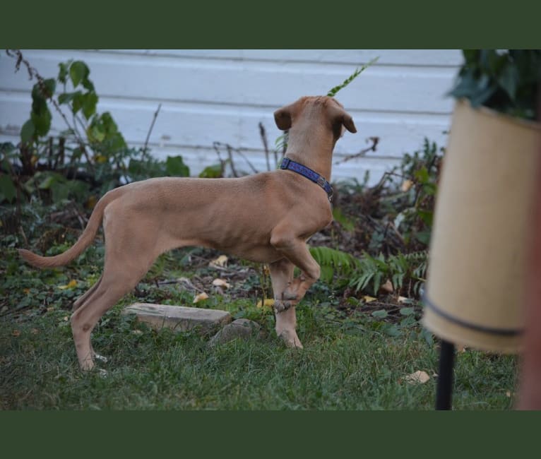 Lila, an American Pit Bull Terrier and Labrador Retriever mix tested with EmbarkVet.com