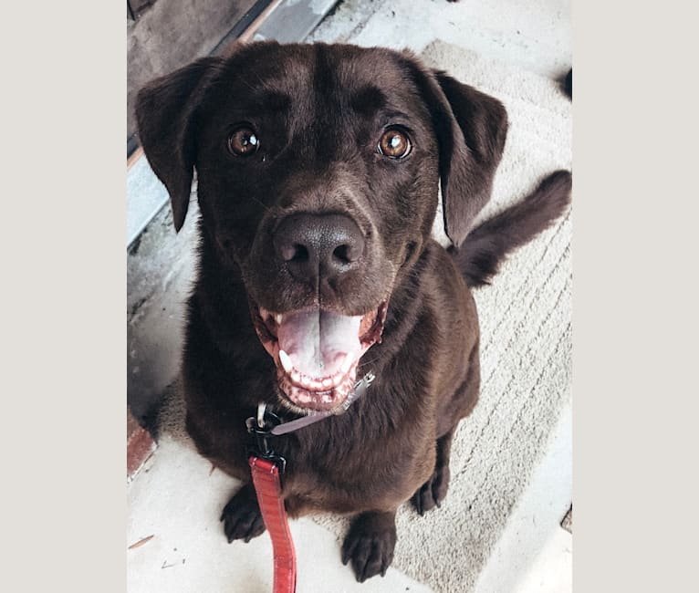 Jessie, a Labrador Retriever and German Shepherd Dog mix tested with EmbarkVet.com